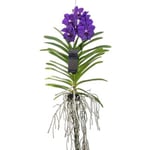 Orchidée Vanda - Bleu - L - Hauteur 60cm