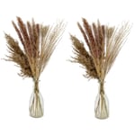 2x Deco Bundles Pampas Grass Dried Height 50 CM IN Glass Vase Dry Flowers Pampas