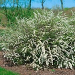 Planta Norsk brudspirea Omnia Garden 20-40cm Krukodlade