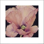 The Art Group Maggie Thompson (Delicate Pink Poppy) -Art Print 40 x 40cm, Paper, Multicoloured, 40 x 40 x 1.3 cm