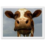 Funny Cow Farm Animal Close Up A4 Artwork Framed Wall Art Print