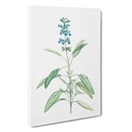 Big Box Art Sage Flowers by Pierre-Joseph Redoute Canvas Wall Art Framed Picture Print, 30 x 20 Inch (76 x 50 cm), White, Green, Beige, Green