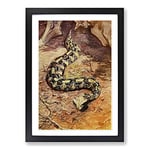 Big Box Art Vintage H Johnston Gaboon Puff Adder Framed Wall Art Picture Print Ready to Hang, Black A2 (62 x 45 cm)