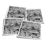 4x Square Stickers 10 cm - BW - Baby Alligator Swamp Wild  #38268