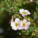 Planta Ölandstok Omnia Garden \Pink Beauty\""