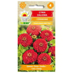 Frö till röd dahlia-zinnia – Stora, fyllda blommor i scharlakansrött