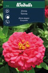 Frö zinnia 'exquisite' weibulls