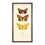 Biodiversity Nocturnes Moths Long Framed Art Print Wall Poster 25x12 inch