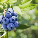 Planta Amerikanskt Blåbär Omnia Garden Northland