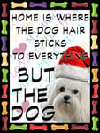 Bolognese Santa Dog Fridge Magnet 100mm x 75mm "HOME IS WHERE THE DOG HAIR STICKS TO EVERYTHING BUT THE DOG" Novelty Gift