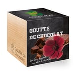 Feel Green Ecocube Goutte de Chocolat, Les Fleurs Dégagent Une Odeur De Chocolat, Idée Cadeau (100% Ecologique), Grow-Your-Own/Kit Prêt-à-Pousser, Plantes Dans Des Cubes En Bois 7.5cm, Produit En Autriche