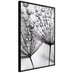 Plakat - Dew in the Macro Scale - 40 x 60 cm - Sort ramme