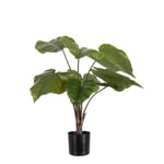 Mr Plant, Alocasia i kruka 60 cm