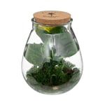 Atmosphera Créateur D'intérieur - Terrarium en Verre 'Bota' 29cm Transparent & Vert