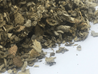 100% ORGANIC Mullein Herb 🌿 75g  loose dried herb herbal smoke tea infusion 🍵