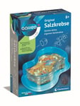 Clementoni 69937 Galileo Science Original Salt, Breeding & Watching  (US IMPORT)