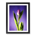 Pink Purple Tulip Flower No.4 Modern Framed Wall Art Print, Ready to Hang Picture for Living Room Bedroom Home Office Décor, Black A2 (64 x 46 cm)