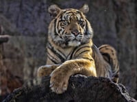 Young female Sumatran Tiger Panthera tigris sumatrae lying on trunk and looking around