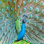 Greeting Sound Card By Really Wild Cards - Peacock