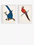 EAST END PRINTS Natural History Museum 'Parrots' Framed Print, Set of 2