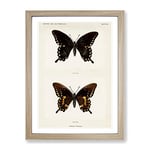 Spicebush Swallowtail Butterfly By S.F. Denton Vintage Framed Wall Art Print, Ready to Hang Picture for Living Room Bedroom Home Office Décor, Oak A4 (34 x 25 cm)
