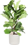 Ficus Lyrata, inkl. grå potte, 1 stk